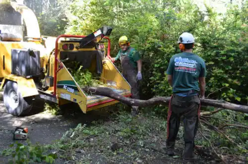 tree services Waldo